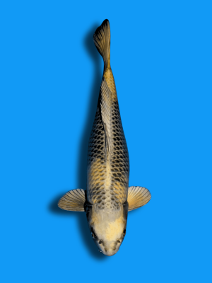 Kin Ki Utsuri | Koi&Co.